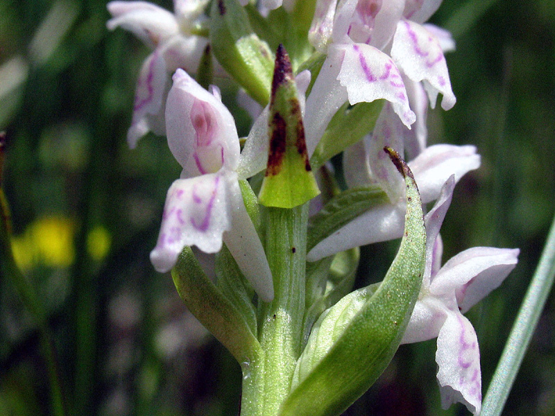 Dactylorhiza incarnata (L.) So